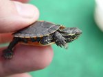 Baby Southern Painted Turtle