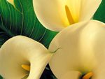 Calla Lilies