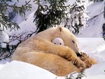 Polar bear - a naughty tot