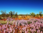wildflowers western Australia