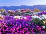 Flowers at Anza-Borrego Desert, California