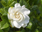 Gardenia flower