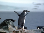 Adelie Penguin