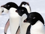 Adelie Penguin