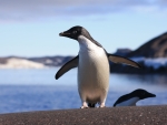 Adelie Penguin