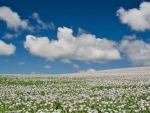 blooming poppies