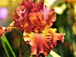 orange iris