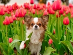 Puppy and flowers