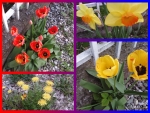 Collage of flowers