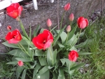 Red tulips