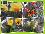 Collage of spring flowers