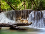 Deer at Waterfall, Kanchanaburi, Thailandd
