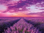 Lavender Field