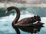 Black Swan