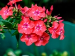 Phlox flower