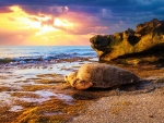 Lone turtle at Jupiter Island, South Florida