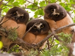 Northern Saw Whet Owl