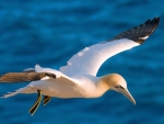 Northern Gannet
