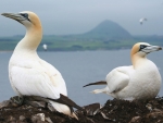 Northern Gannet