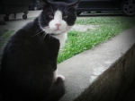 Black -white cat