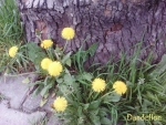 Dandelion