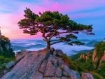 Pine Tree At Daedunsan, South Korea