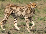 beautiful specimen of cheetah