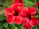 Hibiscus plant