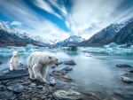 Scenic Polar Bears