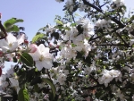 Appleblossom