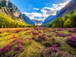 Valley of flowers