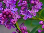 Blooming lilac