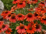 Echinacea