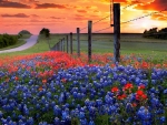 Wildflowers at Sunset