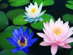 Other members of the Lotus family