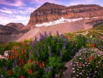 High meadows below Mt Timponogos, Utah