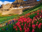 Indian Paintbrush and Lupine, Mount Timpanogos Wilderness, Utah