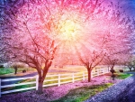 Light in the Cherry Trees