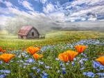 Barn in Wildflowers
