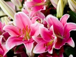 Oriental lily