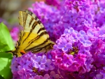 A butterfly on lilac flower