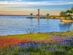 Spring Wildflowers of Lake Buchanan, near Llano, Texas