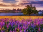 Lupine Sunset