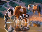 Horse Family on the Water