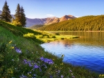 Wildflowers along the shoreline of Clinton Gulch Reservoir near Leadville, Colorado