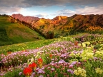 Albion Summer Flowers Sunrise, Alta, Utah