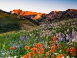 Wildflowers in Albion Basin, Utah