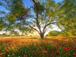 Texas Wildflower Evening in the Hill Country