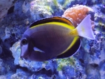 Powder Brown Tang