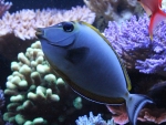 Naso Tang
